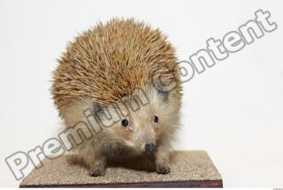 Hedgehog - Erinaceus europaeus 0003